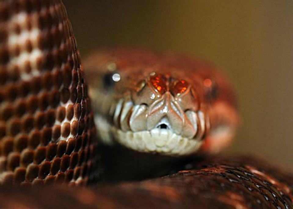 Boa Constrictor 6